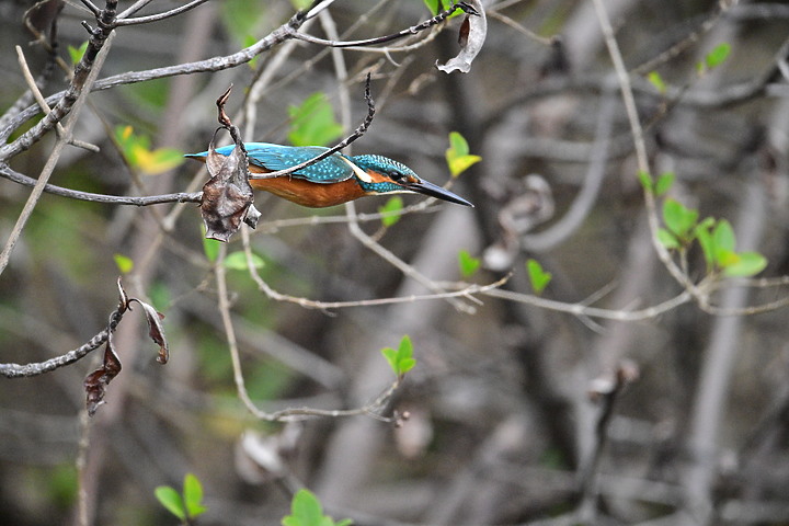 Nikon Z9的120ps，讓我有幸完整記錄翠鳥因為洗澡，224秒內連續20次衝水。