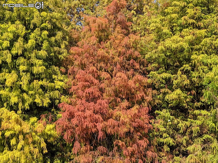 台南市六甲區菁埔埤落羽松 01/23