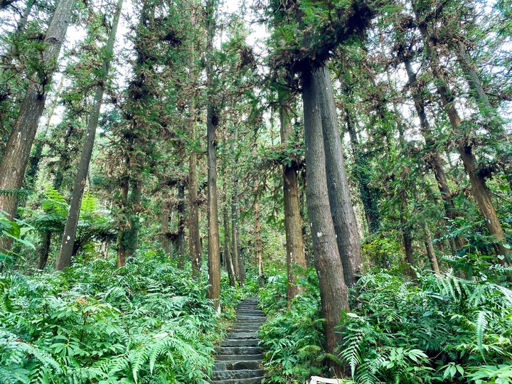 苗栗獅潭|仙山,CP值很高的小百岳,享受柳杉林又能挑戰岩壁拉繩攀爬
