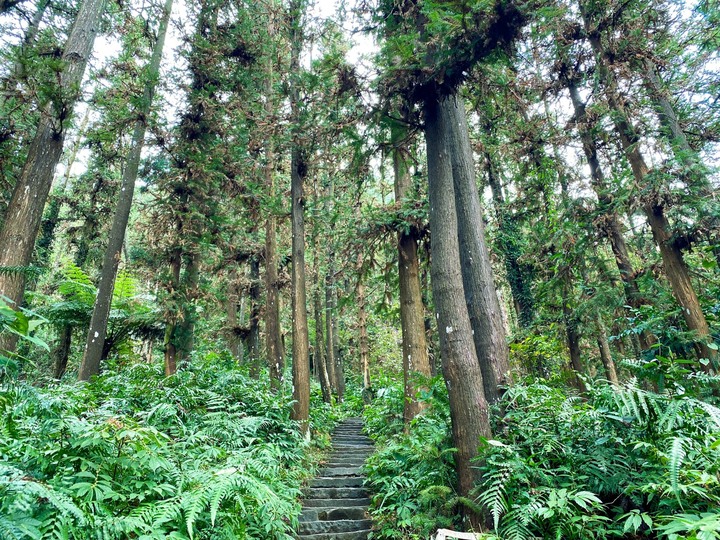 苗栗獅潭｜仙山，CP值很高的小百岳，享受柳杉林又能挑戰岩壁拉繩攀爬