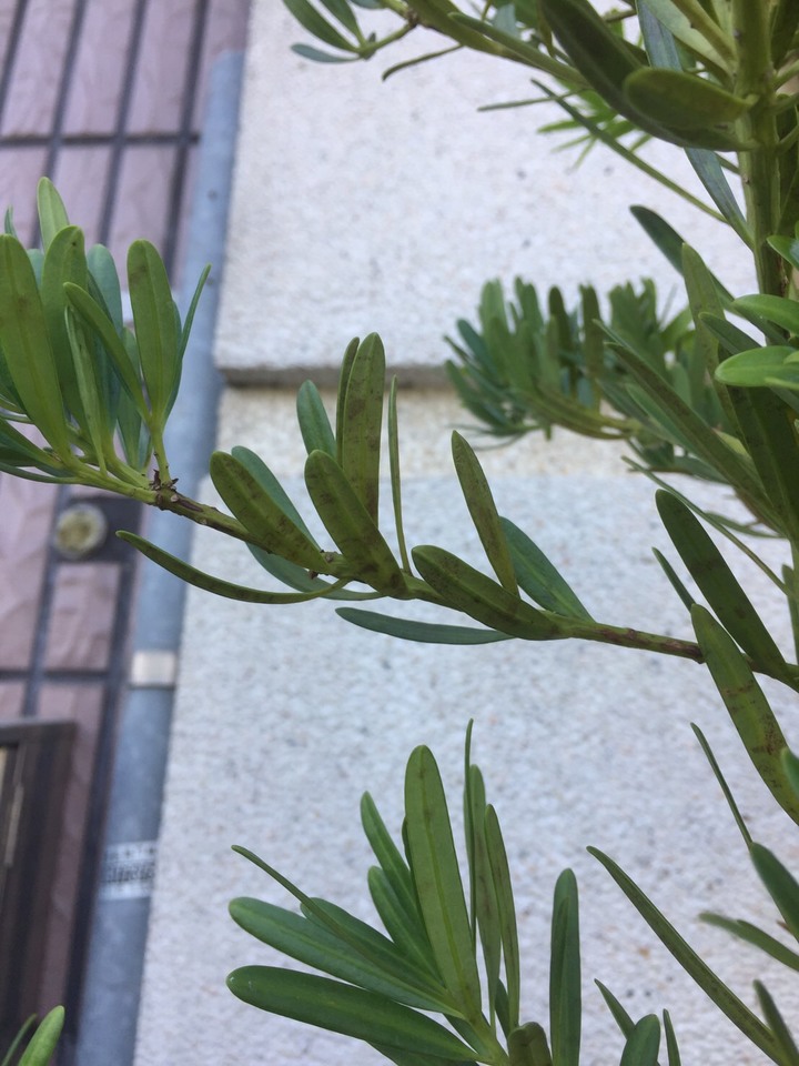 求救前輩，羅漢松葉子背面斑點