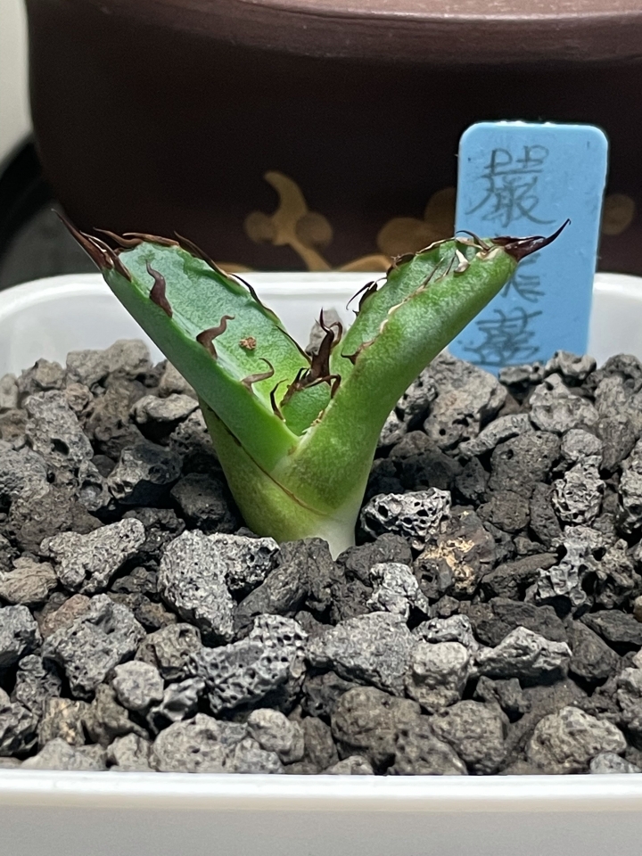嚴龍分享（龍舌蘭）