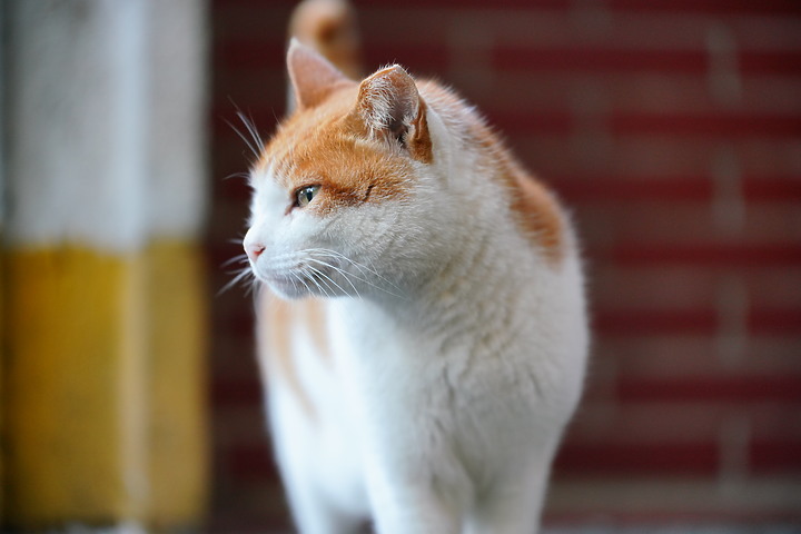 Tamron 35-150mm f/2-2.8 DiIII VXD（A058）評測報告｜大光圈旅遊鏡 取景構圖更有彈性！