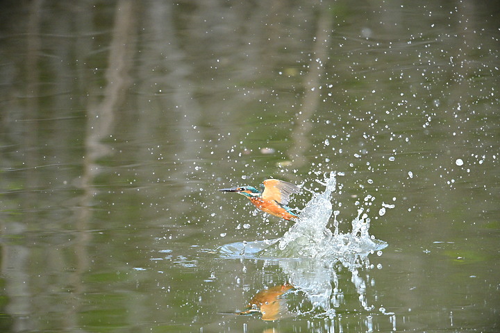 Nikon Z9的120ps，讓我有幸完整記錄翠鳥因為洗澡，224秒內連續20次衝水。