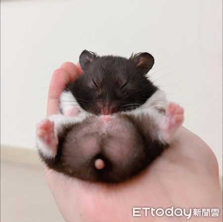 乳牛鼠窩手心「頭貼蛋蛋」熟睡媽這招測試笑翻:地震來怎辦?