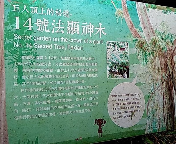 棲蘭神木園區