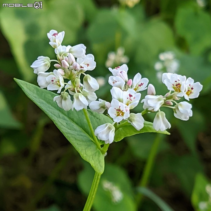 台南市六甲區菁埔埤落羽松 01/23