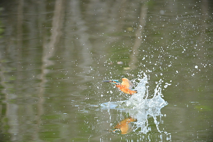 Nikon Z9的120ps，讓我有幸完整記錄翠鳥因為洗澡，224秒內連續20次衝水。