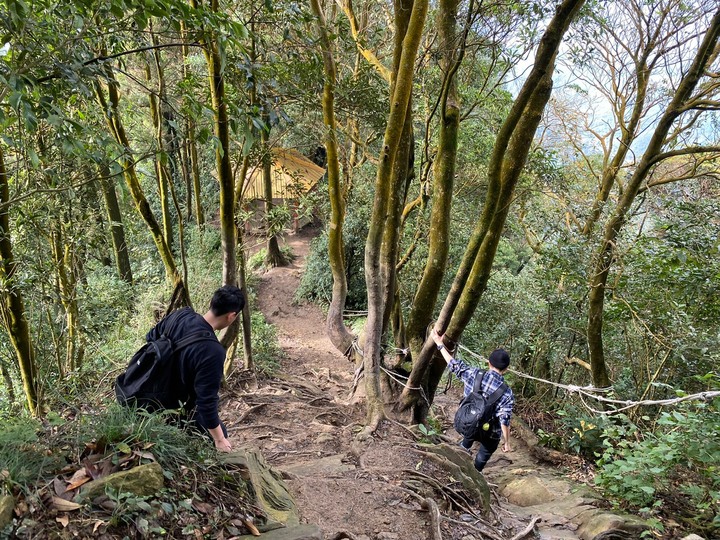 苗栗獅潭|仙山,CP值很高的小百岳,享受柳杉林又能挑戰岩壁拉繩攀爬