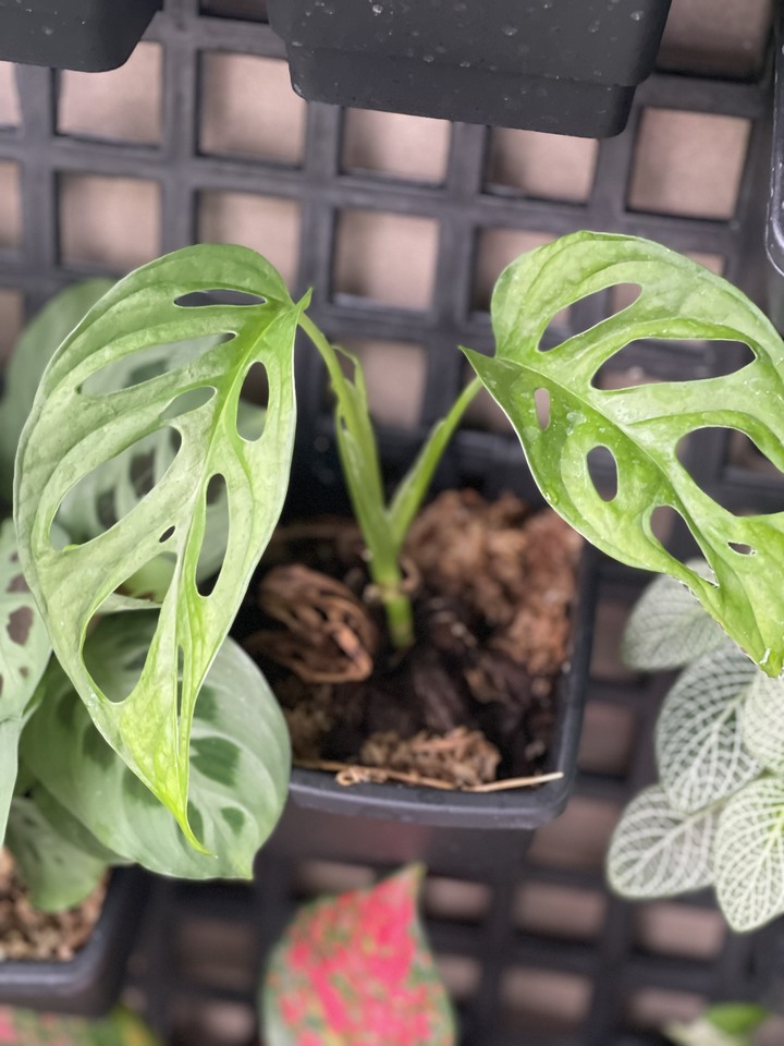 點我看大圖 風和日麗 . 新屋開箱