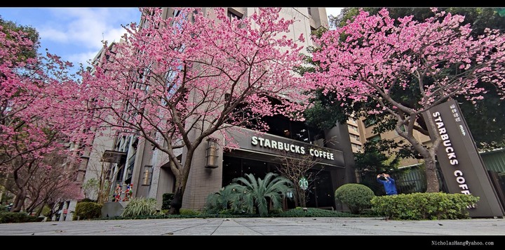 新北林口文三星巴克櫻花