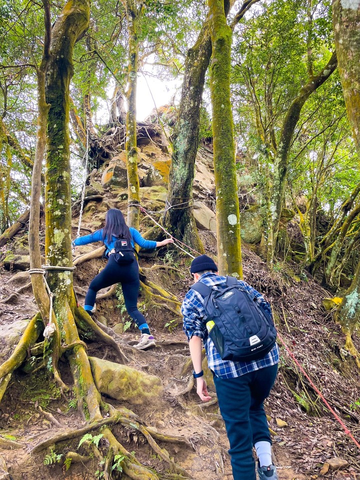 苗栗獅潭｜仙山，CP值很高的小百岳，享受柳杉林又能挑戰岩壁拉繩攀爬