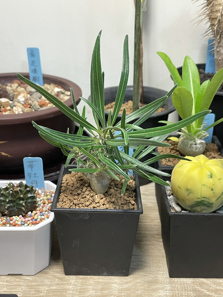塊根分享之療癒小物