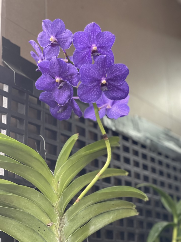 點我看大圖 風和日麗 . 新屋開箱