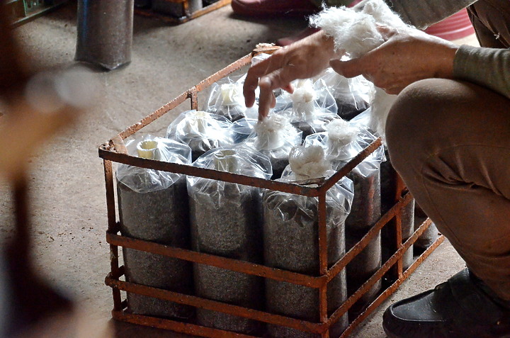 點我看大圖 (映像分享) 微距萬花筒“猴頭菇縮時”at 竹林松杉靈芝農場 feat.Canon EOS R6 & RF Lens