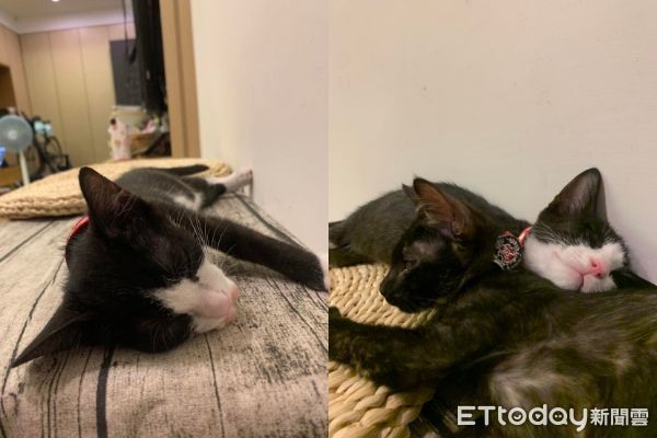 紙當甘蔗啃!媽激推「貓型碎紙機」4好處網心動:可訂購嗎?
