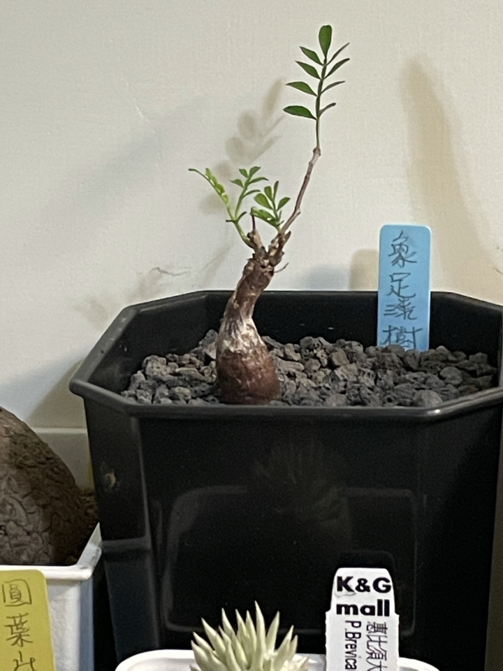 塊根分享之療癒小物