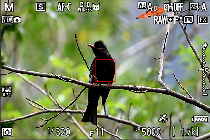 NIKON Z9—我的最後一顆棉花糖【WICKED RICKY開箱】
