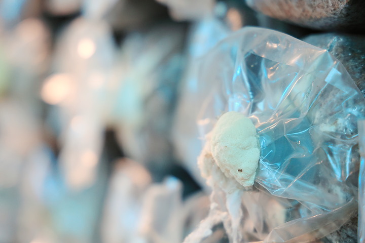 點我看大圖 (映像分享) 微距萬花筒“猴頭菇縮時”at 竹林松杉靈芝農場 feat.Canon EOS R6 & RF Lens