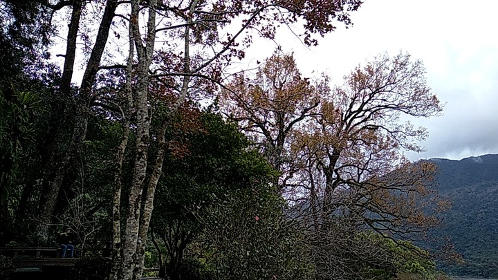 棲蘭神木園區