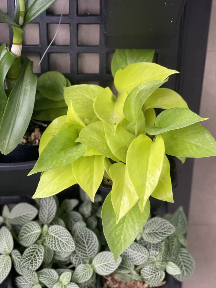點我看大圖 風和日麗 . 新屋開箱