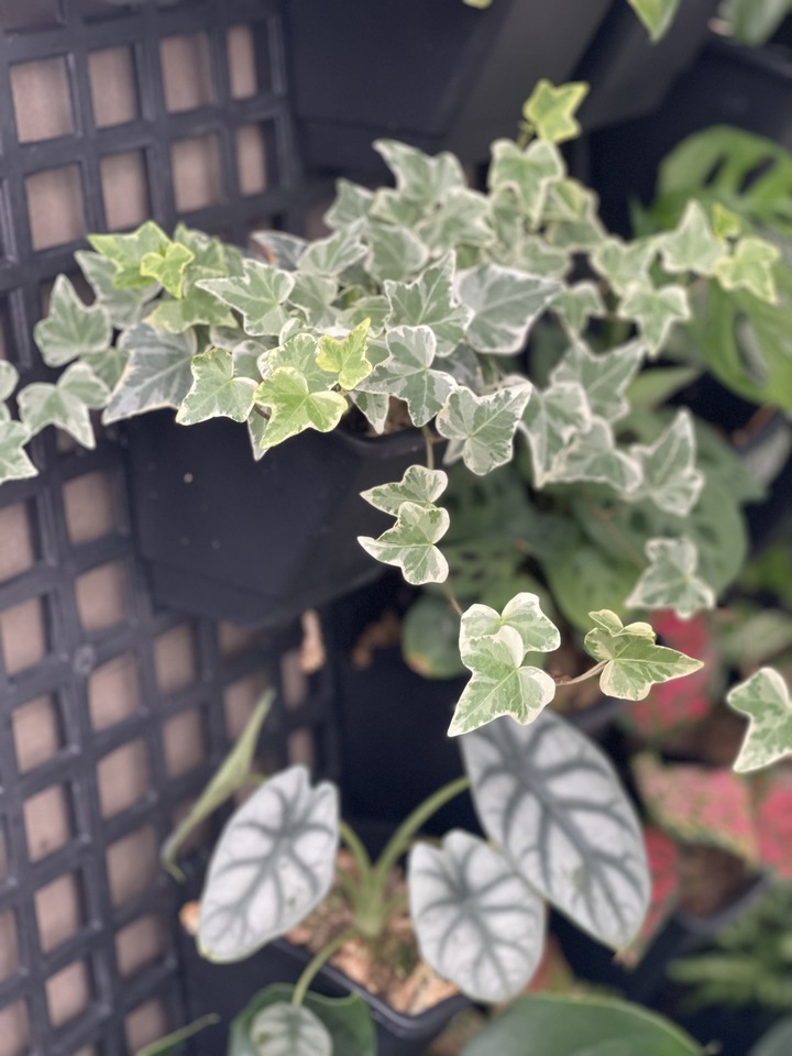 點我看大圖 風和日麗 . 新屋開箱