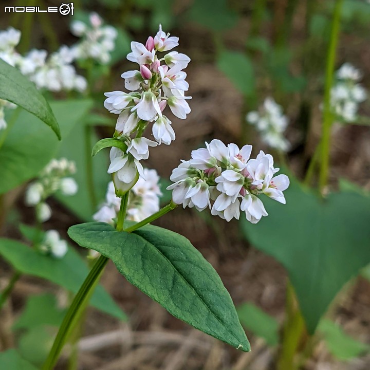 台南市六甲區菁埔埤落羽松 01/23