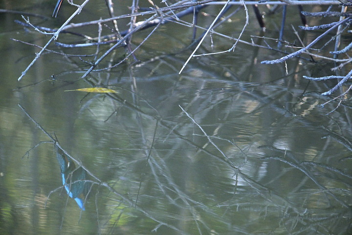 Z9以120ps拍翠鳥，每秒5張播放，仔細觀察翠鳥衝水的過程。