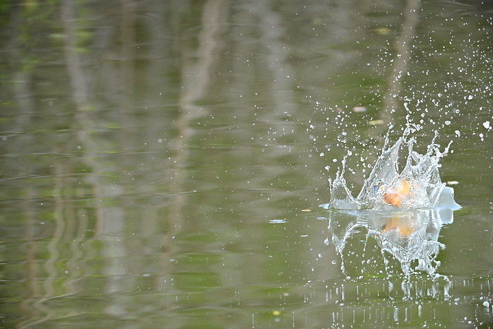 Nikon Z9的120ps，讓我有幸完整記錄翠鳥因為洗澡，224秒內連續20次衝水。