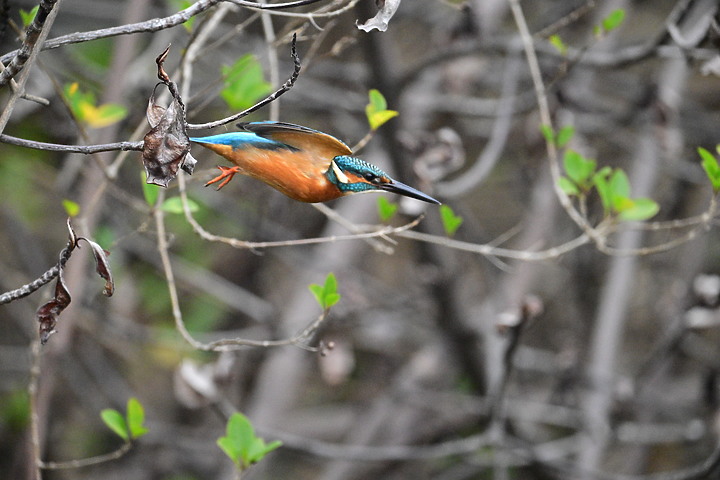 Nikon Z9的120ps，讓我有幸完整記錄翠鳥因為洗澡，224秒內連續20次衝水。