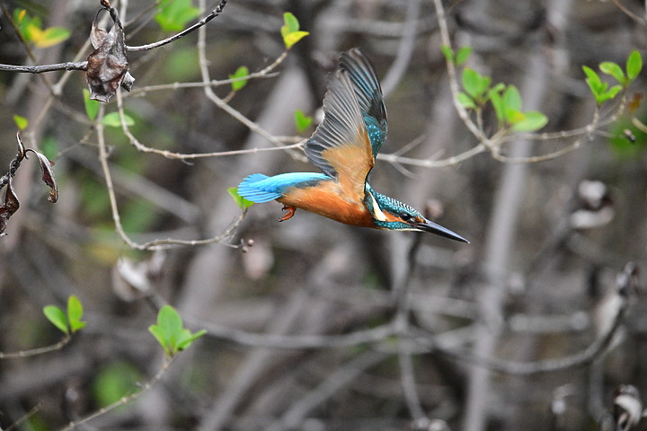 Nikon Z9的120ps，讓我有幸完整記錄翠鳥因為洗澡，224秒內連續20次衝水。