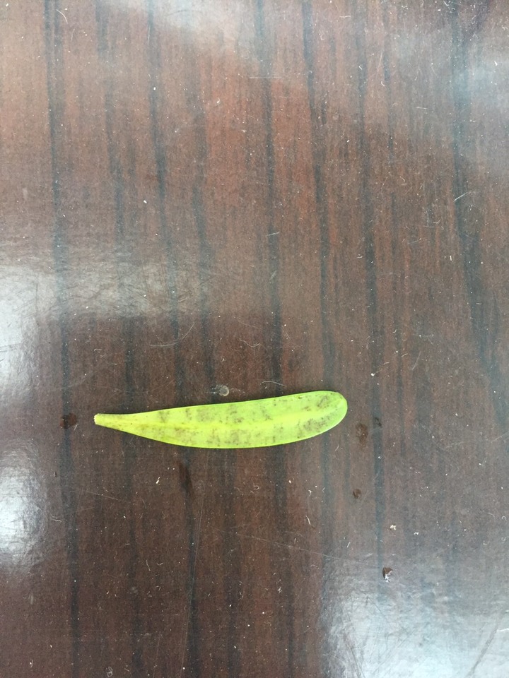 求救前輩，羅漢松葉子背面斑點