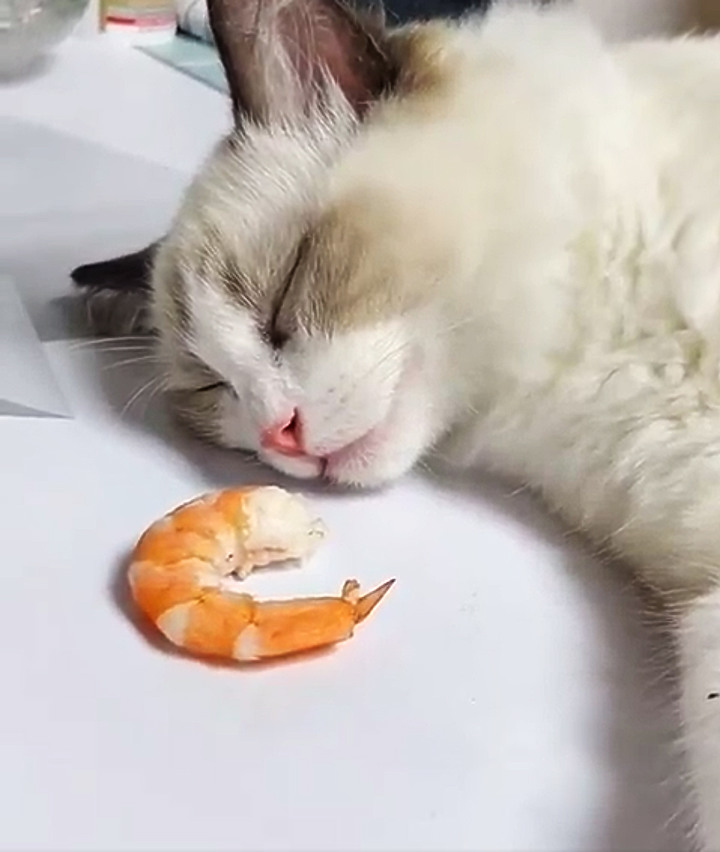 有趣的實驗 喵星人!看你能忍多久??