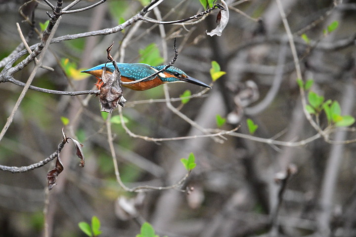 Nikon Z9的120ps，讓我有幸完整記錄翠鳥因為洗澡，224秒內連續20次衝水。