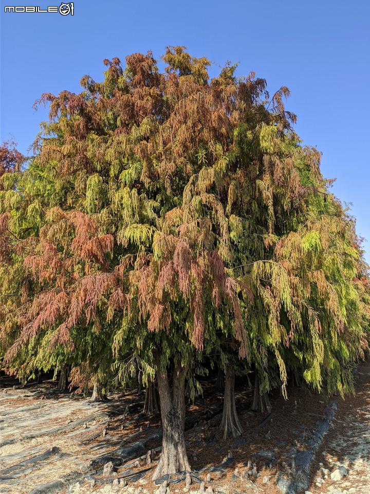 台南市六甲區菁埔埤落羽松 01/23