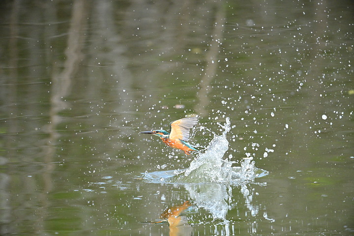 Nikon Z9的120ps，讓我有幸完整記錄翠鳥因為洗澡，224秒內連續20次衝水。