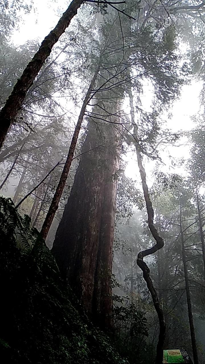 棲蘭神木園區