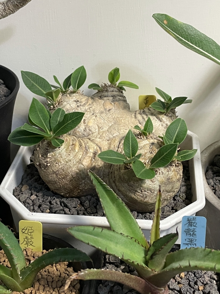 塊根分享之療癒小物