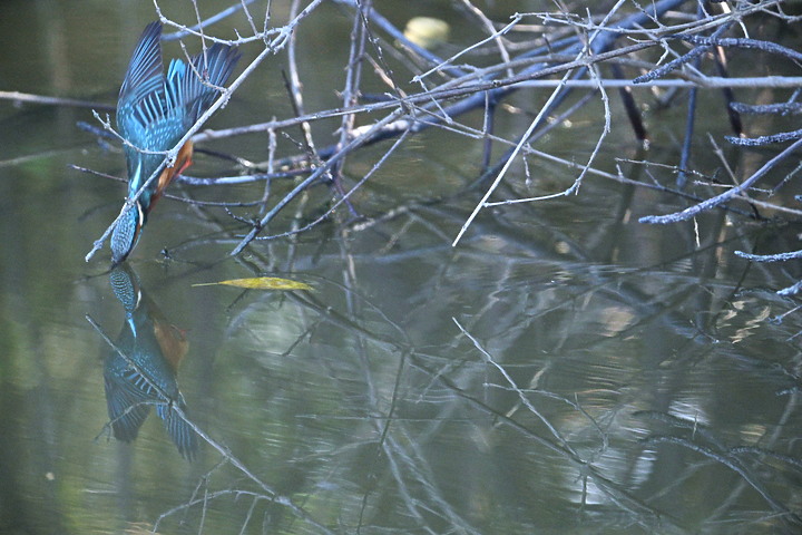 Z9以120ps拍翠鳥，每秒5張播放，仔細觀察翠鳥衝水的過程。