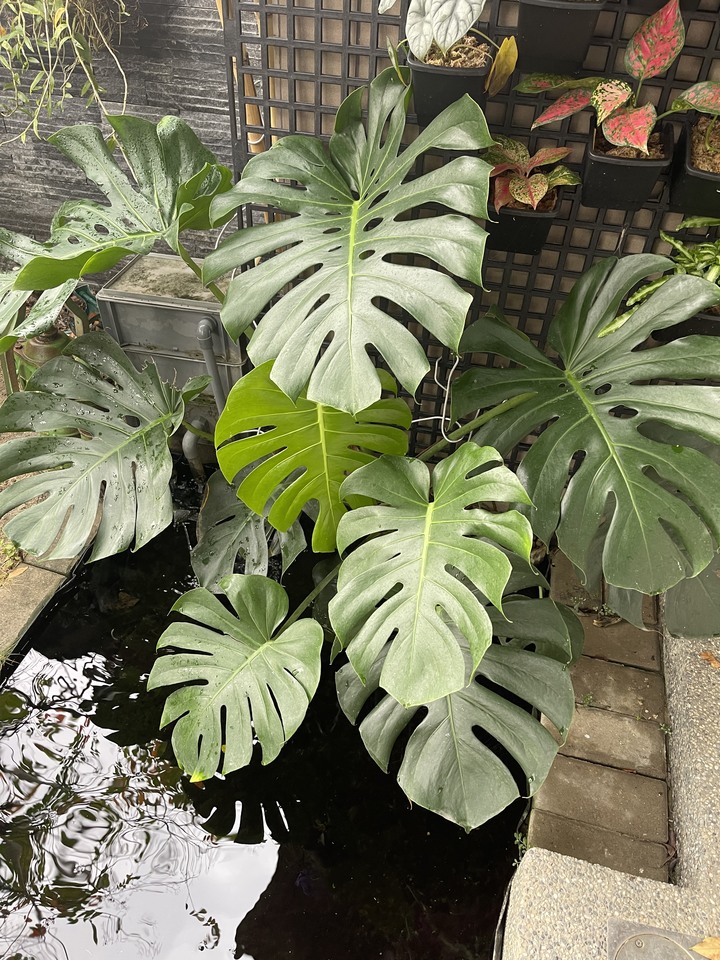 點我看大圖 風和日麗 . 新屋開箱