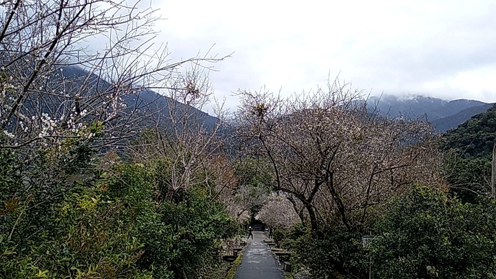 棲蘭神木園區