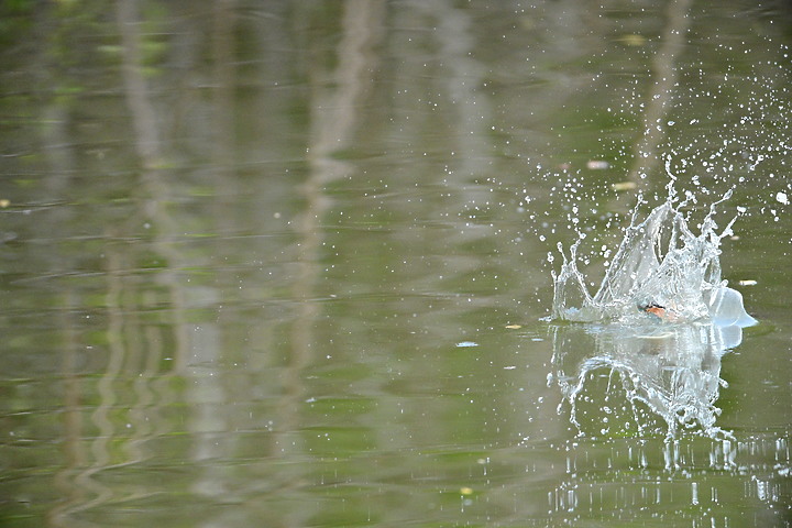 Nikon Z9的120ps，讓我有幸完整記錄翠鳥因為洗澡，224秒內連續20次衝水。