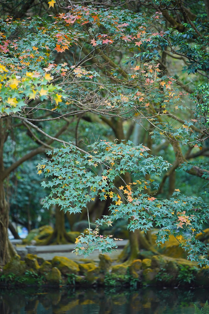 Tamron 35-150mm f/2-2.8 DiIII VXD（A058）評測報告｜大光圈旅遊鏡 取景構圖更有彈性！