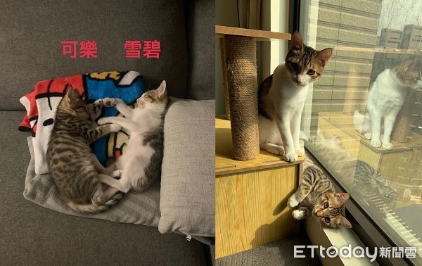 嬌小背影望門口2幼貓「5個月目光一致」笑翻媽：永遠朝向廚房