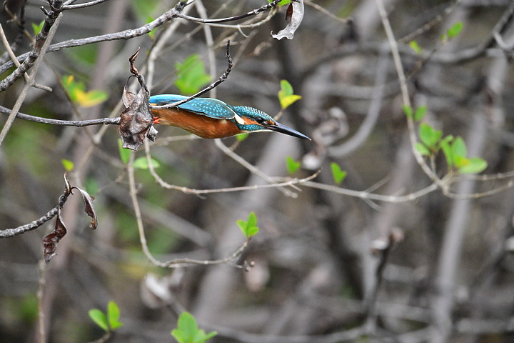 Nikon Z9的120ps，讓我有幸完整記錄翠鳥因為洗澡，224秒內連續20次衝水。