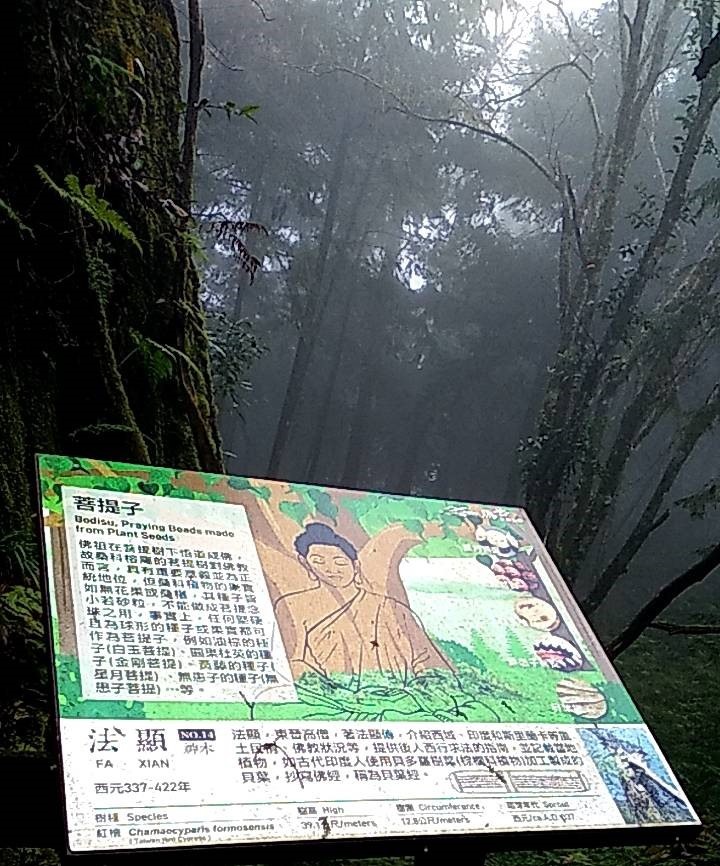 棲蘭神木園區