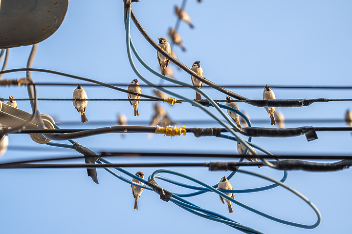 Sony SEL70200GM2 蓋大樓