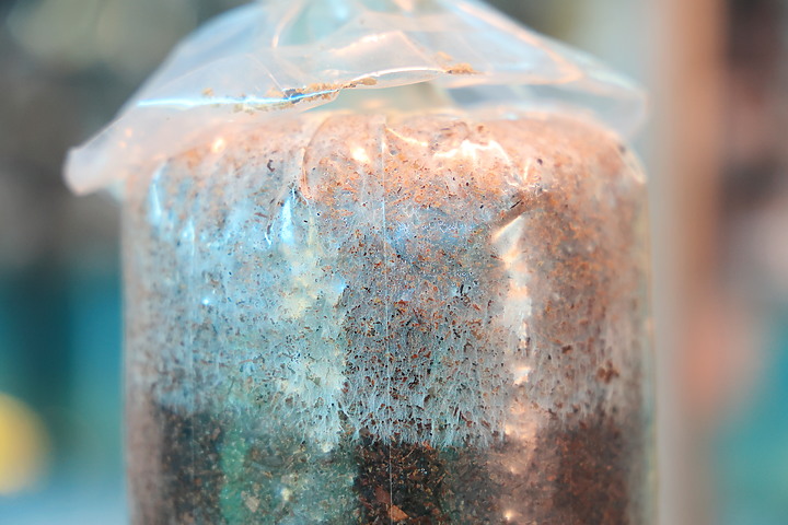 點我看大圖 (映像分享) 微距萬花筒“猴頭菇縮時”at 竹林松杉靈芝農場 feat.Canon EOS R6 & RF Lens