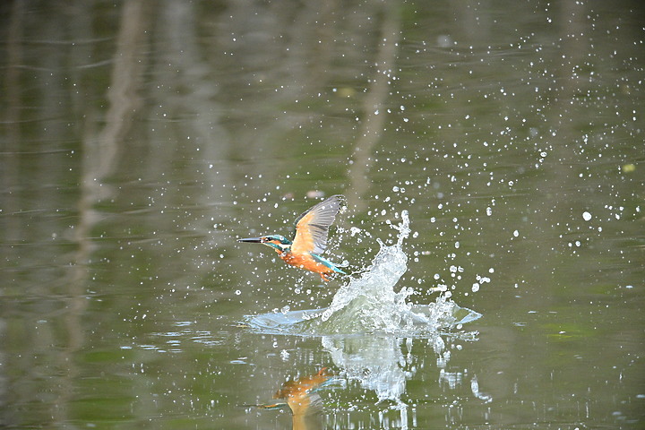 Nikon Z9的120ps，讓我有幸完整記錄翠鳥因為洗澡，224秒內連續20次衝水。