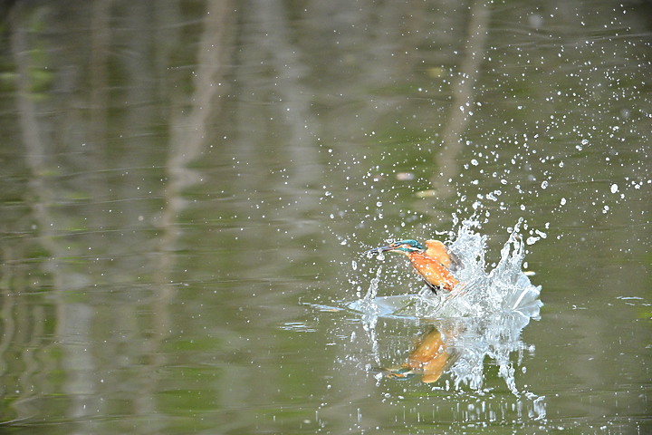 Nikon Z9的120ps，讓我有幸完整記錄翠鳥因為洗澡，224秒內連續20次衝水。